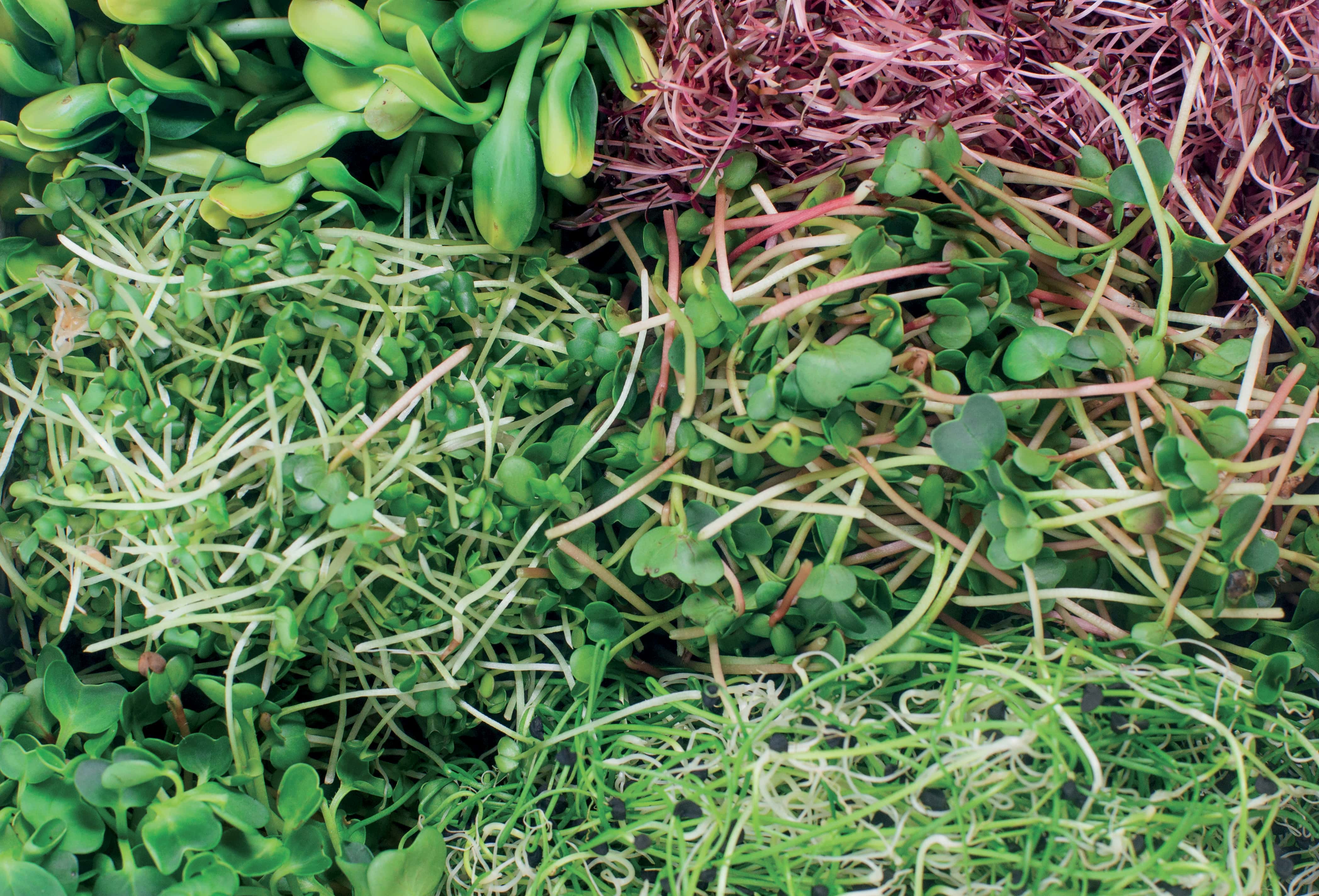 Upptäck vårt utbud av Microgreens